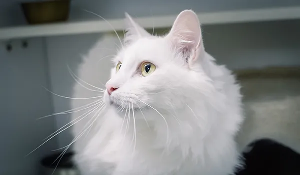 A white long-haired cat resting