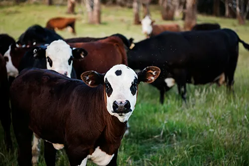 Cattle grazing in a pasture