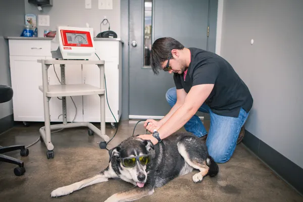 Dog wearing protective goggles during a laser therapy session