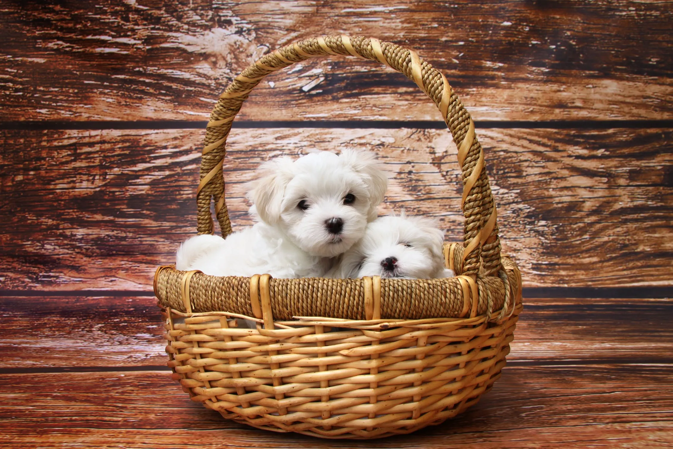 Two white puppies in a wicker basket