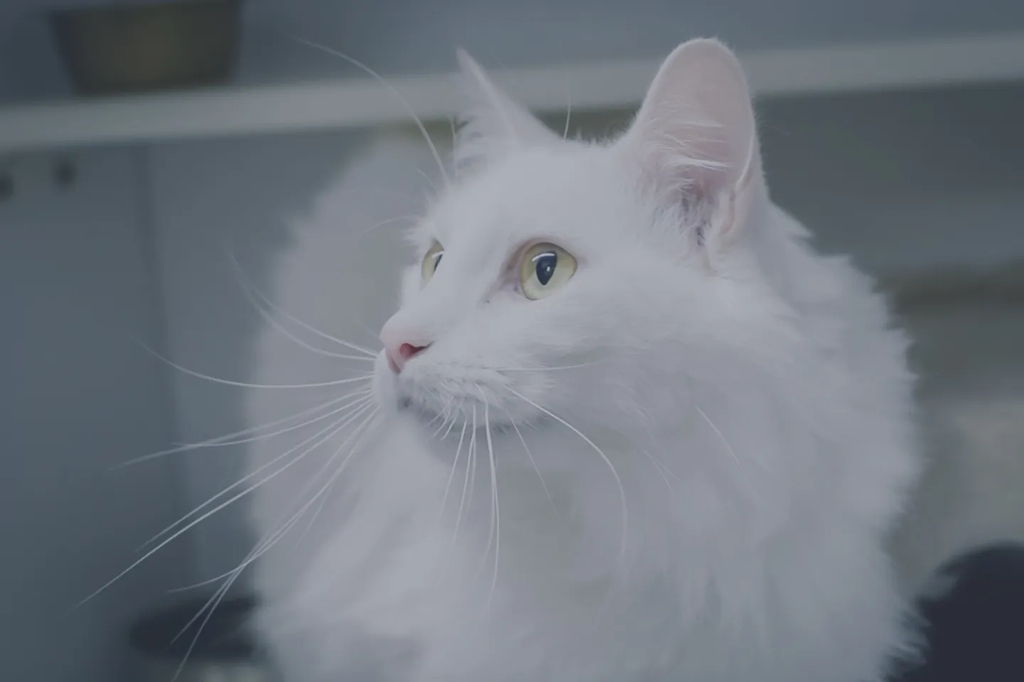 A white long-haired cat at the clinic