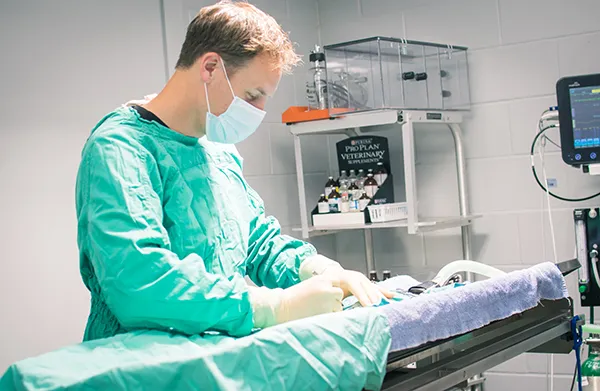 Veterinarian in a surgical gown preparing for surgery
