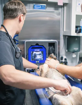 Veterinarian performing an ultrasound on a dog