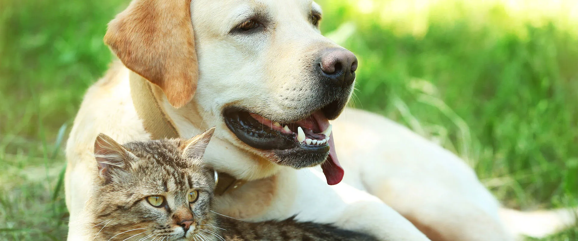 Yellow Labrador and a tabby cat lying together in the grass