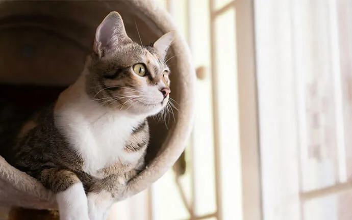 Tabby-and-white cat sitting in a cat bed
