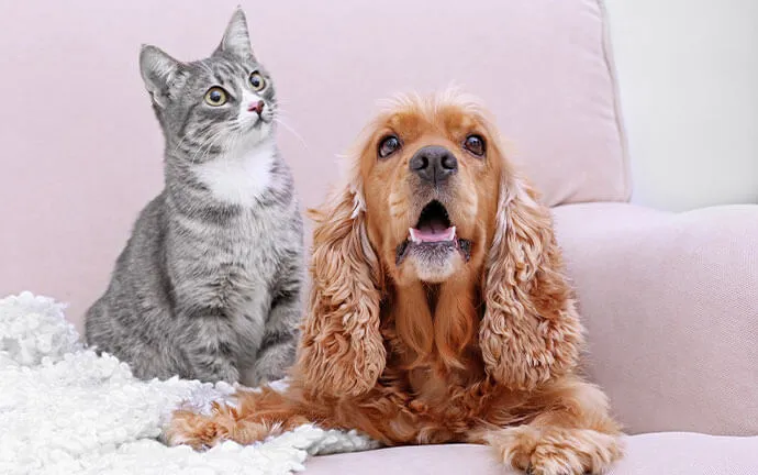 Gray tabby cat and a cocker spaniel on a sofa