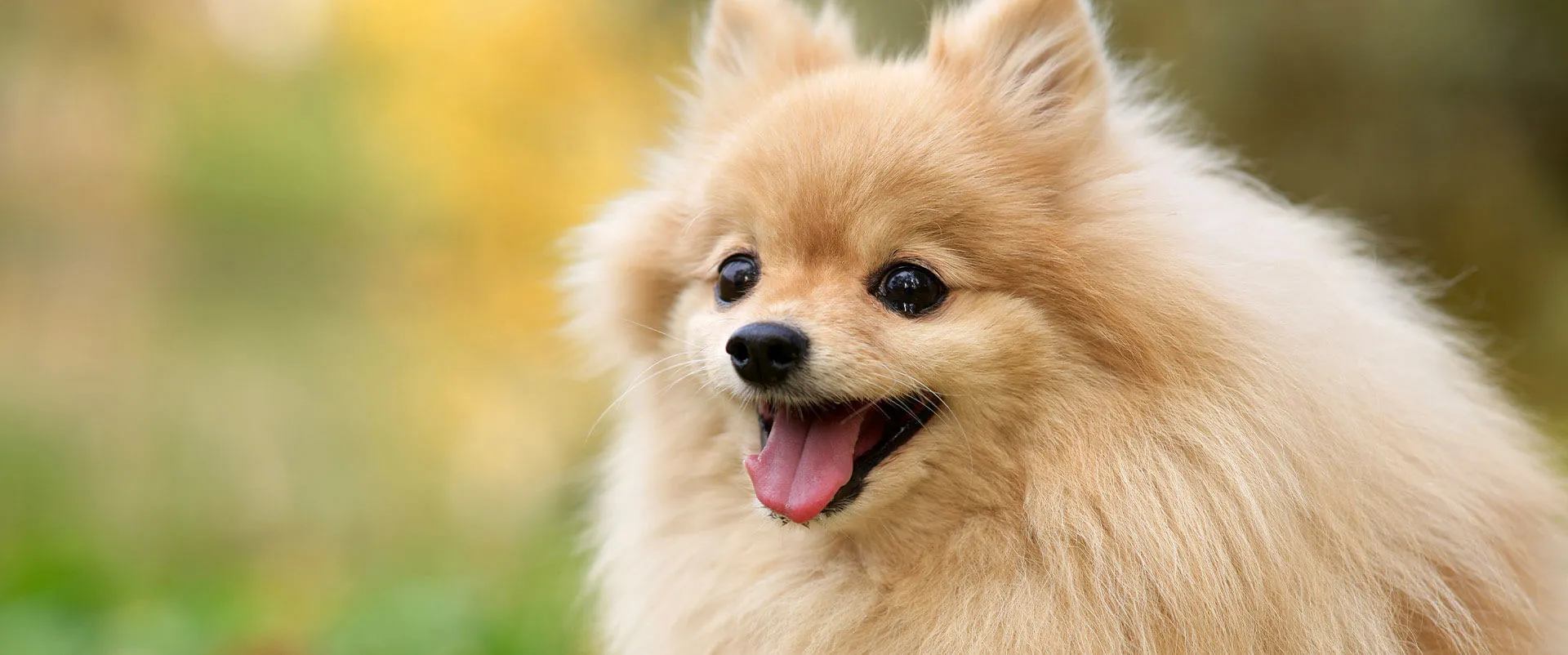 Pomeranian smiling outdoors
