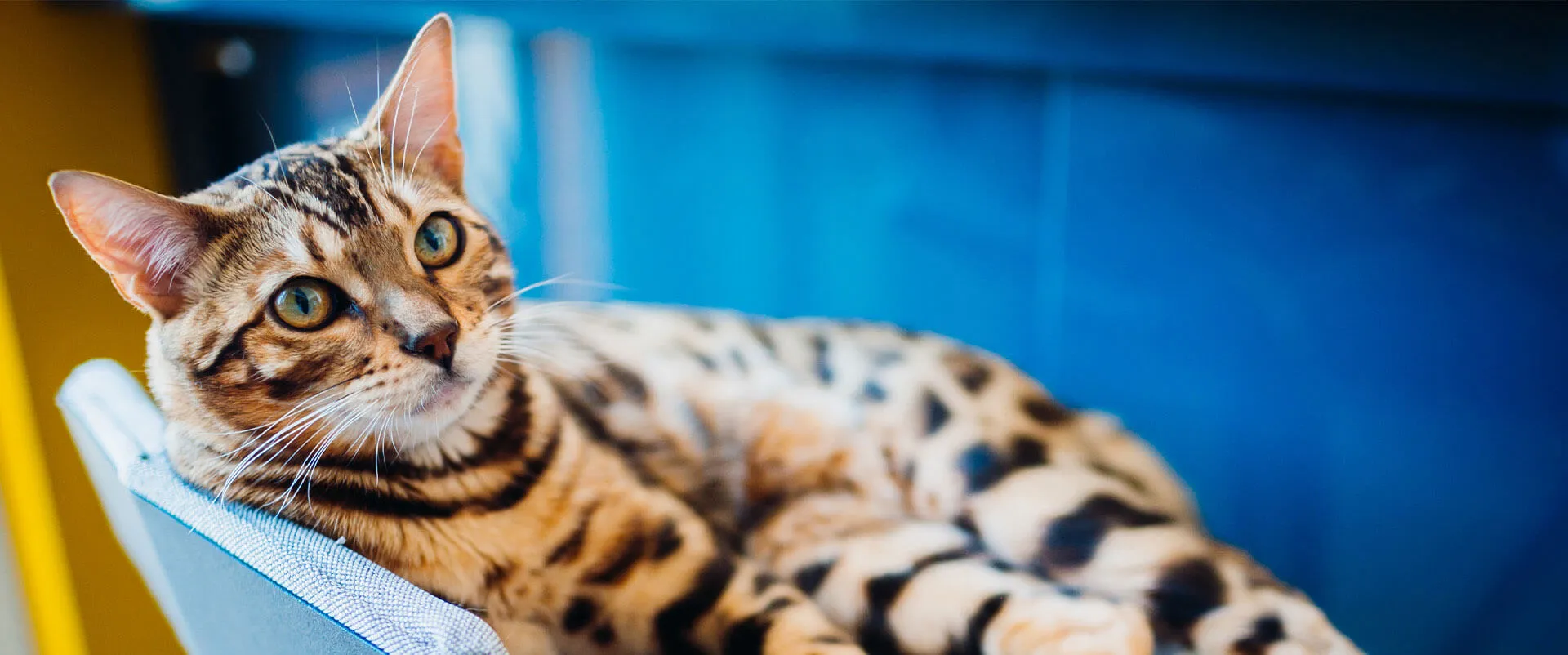 Bengal cat lounging on a chair