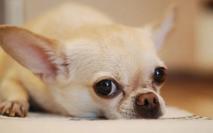 Chihuahua lying on a rug