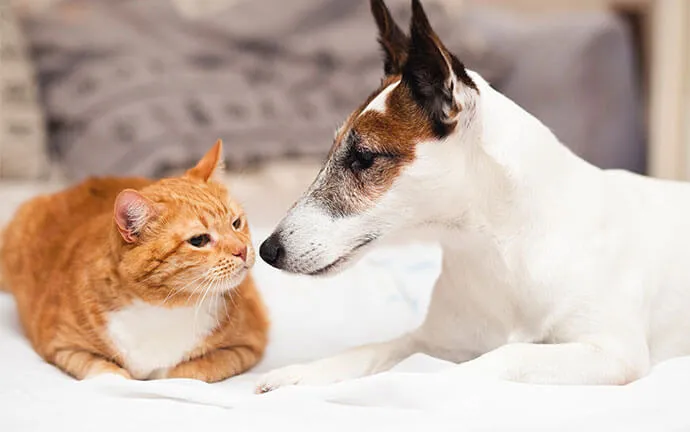 Orange cat and a white terrier nose to nose