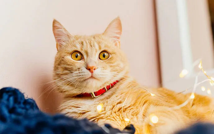 Orange cat wearing a red collar
