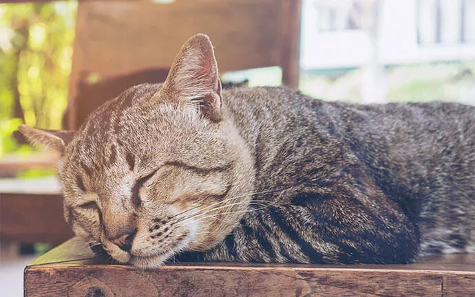 Tabby cat napping on a chair