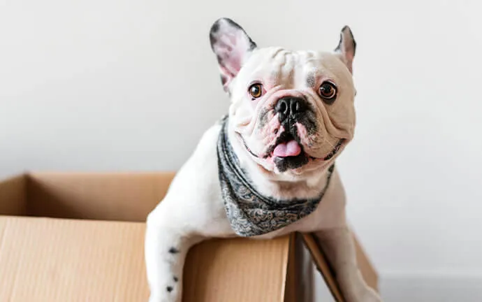 French bulldog leaning over a cardboard box
