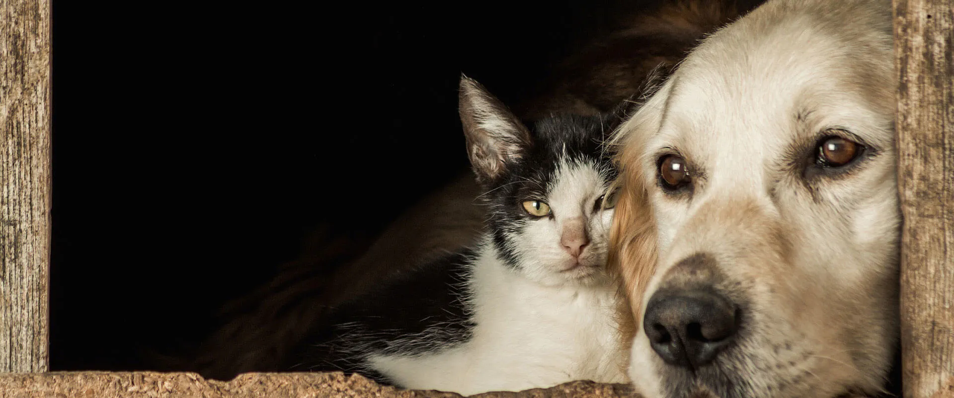Black-and-white cat and a golden dog side by side